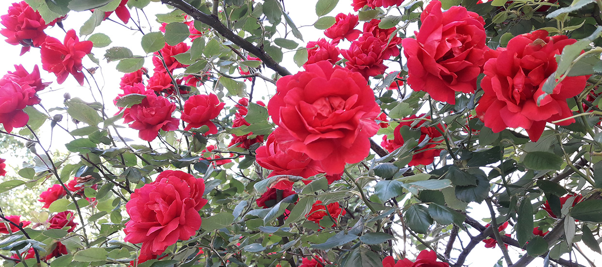park ruza