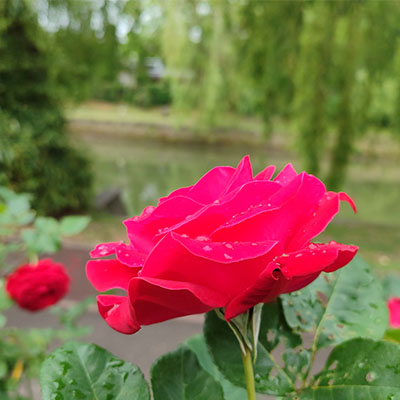 park ruza